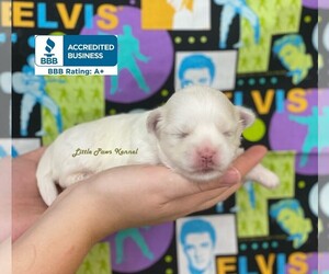 Maltese Dog for Adoption in WINNSBORO, Louisiana USA