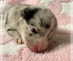 Small #1 Pomsky-Shiba Inu Mix