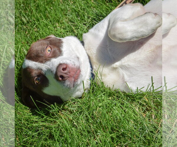 Medium Photo #5 Lab-Pointer Puppy For Sale in Huntley, IL, USA