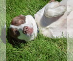 Small #4 Lab-Pointer