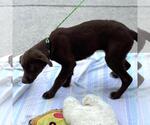 Small #2 Chocolate Labrador retriever Mix