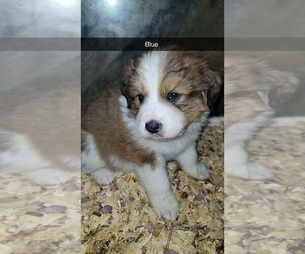 Medium Photo #3 Great Bernese Puppy For Sale in HARRIMAN, TN, USA