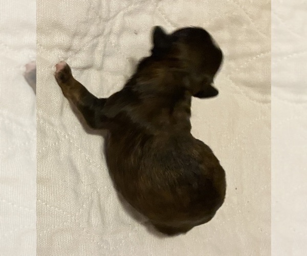 Medium Photo #1 ShihPoo Puppy For Sale in KETTLE FALLS, WA, USA