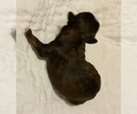 Small Photo #1 ShihPoo Puppy For Sale in KETTLE FALLS, WA, USA