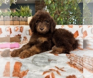 Labradoodle Puppy for Sale in GREENFIELD, Indiana USA