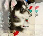 Small Photo #13 Siberian Husky Puppy For Sale in WASHBURN, WI, USA