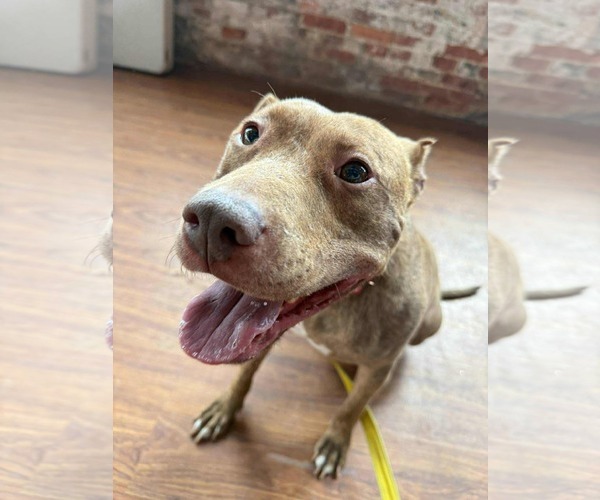 Medium Photo #8 American Pit Bull Terrier-Unknown Mix Puppy For Sale in Derwood, MD, USA