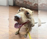 Small #7 American Pit Bull Terrier Mix