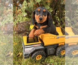 Dachshund Puppy for sale in MIDDLEBURY, IN, USA