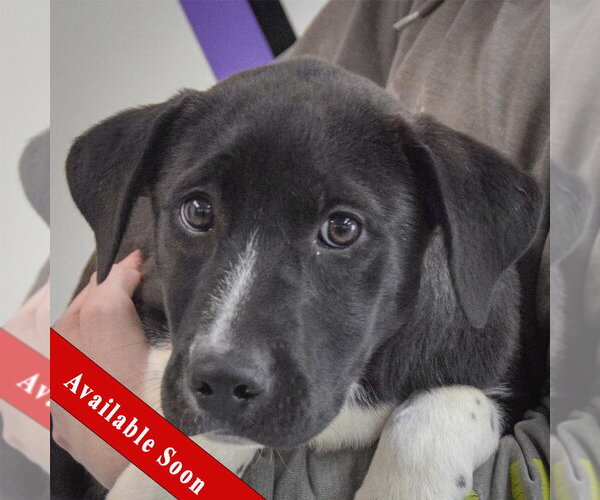 Medium Photo #1 Labrenees Puppy For Sale in Huntley, IL, USA