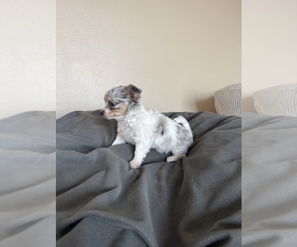 Medium Photo #5 Chihuahua Puppy For Sale in MARCUS, IA, USA