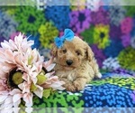 Small Photo #6 Bichpoo-Poodle (Miniature) Mix Puppy For Sale in KIRKWOOD, PA, USA