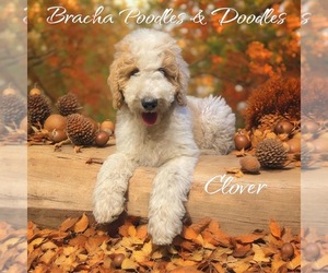 Goldendoodle Puppy for Sale in SAINT CLOUD, Minnesota USA