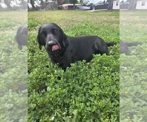 Mother of the Labrador Retriever puppies born on 03/15/2026