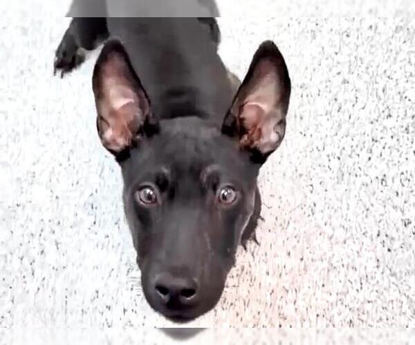 Medium Photo #2 Labrador Retriever-Unknown Mix Puppy For Sale in Houston, TX, USA