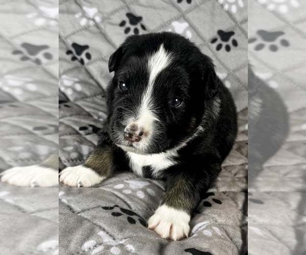 Medium Photo #33 Australian Shepherd Puppy For Sale in SALISBURY, NC, USA
