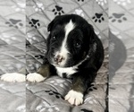 Small Photo #33 Australian Shepherd Puppy For Sale in SALISBURY, NC, USA