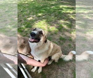 Anatolian Shepherd Dogs for adoption in Bullard, TX, USA
