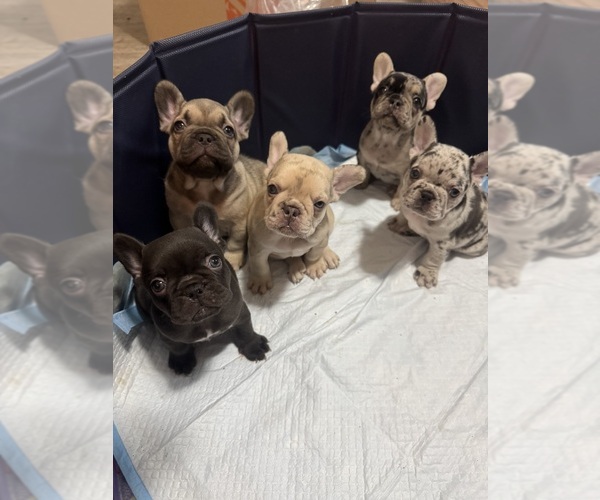 Medium Photo #1 French Bulldog Puppy For Sale in PFLUGERVILLE, TX, USA