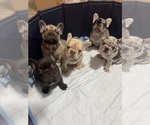 Small French Bulldog