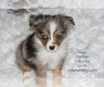 Small Photo #1 Aussie-Corgi-Miniature Australian Shepherd Mix Puppy For Sale in LIND, WA, USA