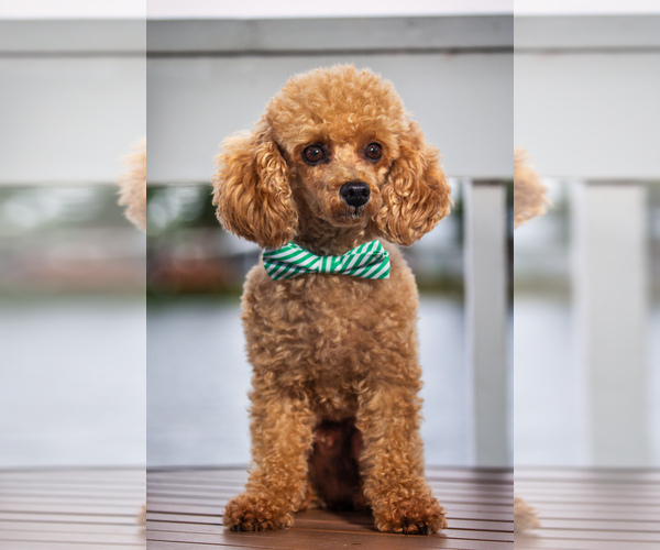 Medium Photo #1 Bichpoo Puppy For Sale in LUTZ, FL, USA