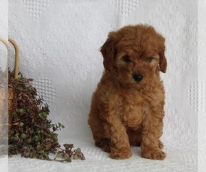 Poodle (Miniature) Puppy for sale in FREDERICKSBURG, OH, USA