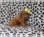 Small #2 Goldendoodle (Miniature)