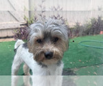 Denzel - Male Mutt Dog for Adoption - Small photo