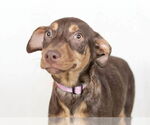 Small Doberman Pinscher Mix