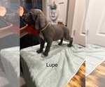 Puppy Lupe Cane Corso