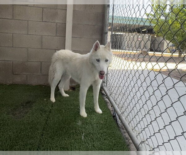 Medium Photo #2 Siberian Husky-Unknown Mix Puppy For Sale in Corona, CA, USA