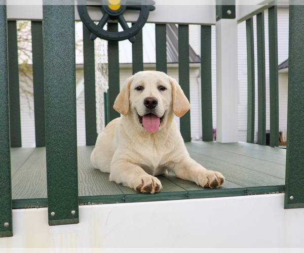 Medium Photo #1 Labrador Retriever Puppy For Sale in SYRACUSE, IN, USA