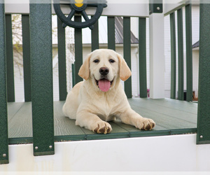 Labrador Retriever Puppy for sale in SYRACUSE, IN, USA