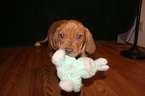Small Photo #1 Rhodesian Ridgeback Puppy For Sale in GATE, WA, USA