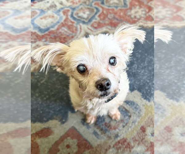 Medium Photo #3 Maltese-Unknown Mix Puppy For Sale in Corona, CA, USA
