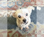 Small #2 Maltese Mix