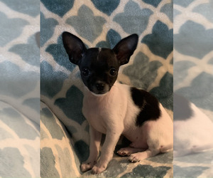 Chihuahua Puppy for sale in EAU CLAIRE, WI, USA