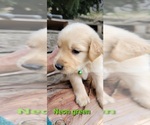 Small Photo #23 Golden Retriever Puppy For Sale in CHINO HILLS, CA, USA