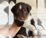 Puppy Buster Brown Miniature Australian Shepherd