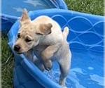 Small Photo #1 Labrador Retriever Puppy For Sale in LIBERTY, SC, USA