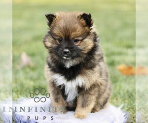 Pom-Shi Puppy for sale in GAP, PA, USA