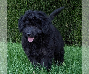 Medium Aussiedoodle Miniature 