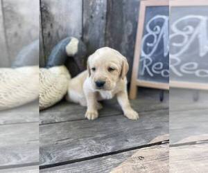Labrador Retriever Puppy for sale in MAYSVILLE, GA, USA