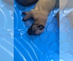 Small #4 Belgian Malinois