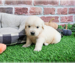 Small #4 English Cream Golden Retriever