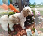 Small Photo #4 Cavachon Puppy For Sale in SCOTTVILLE, MI, USA