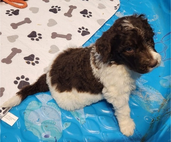 Medium Photo #4 Goldendoodle Puppy For Sale in ELLISGROVE, IL, USA