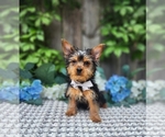 Small #3 Yorkshire Terrier