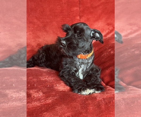 Medium Photo #7 Schnauzer (Miniature) Puppy For Sale in ROY, WA, USA